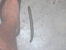 SMALL Millipede.JPG