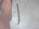 SMALL Millipede.webp