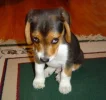 sorry_dog1233187379.webp