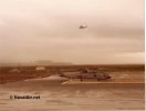 IBOLF.webp