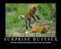surprise-12984.webp