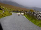 passsheep.webp