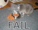 fail.webp