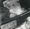 MEOW Ice Chest.jpg MEOW Ice Chest.jpg