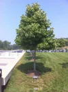ImageUploadedByTapatalk1307560268.313023.webp