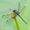 DragonFly7