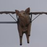 CyberPig