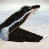 Planes83
