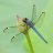 DragonFly7