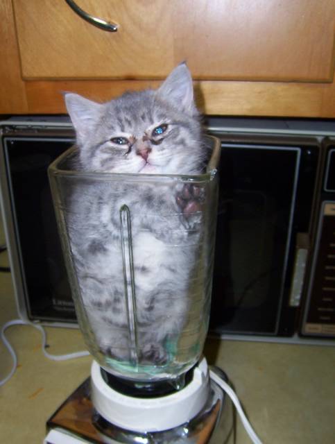 Cat%20002.jpg