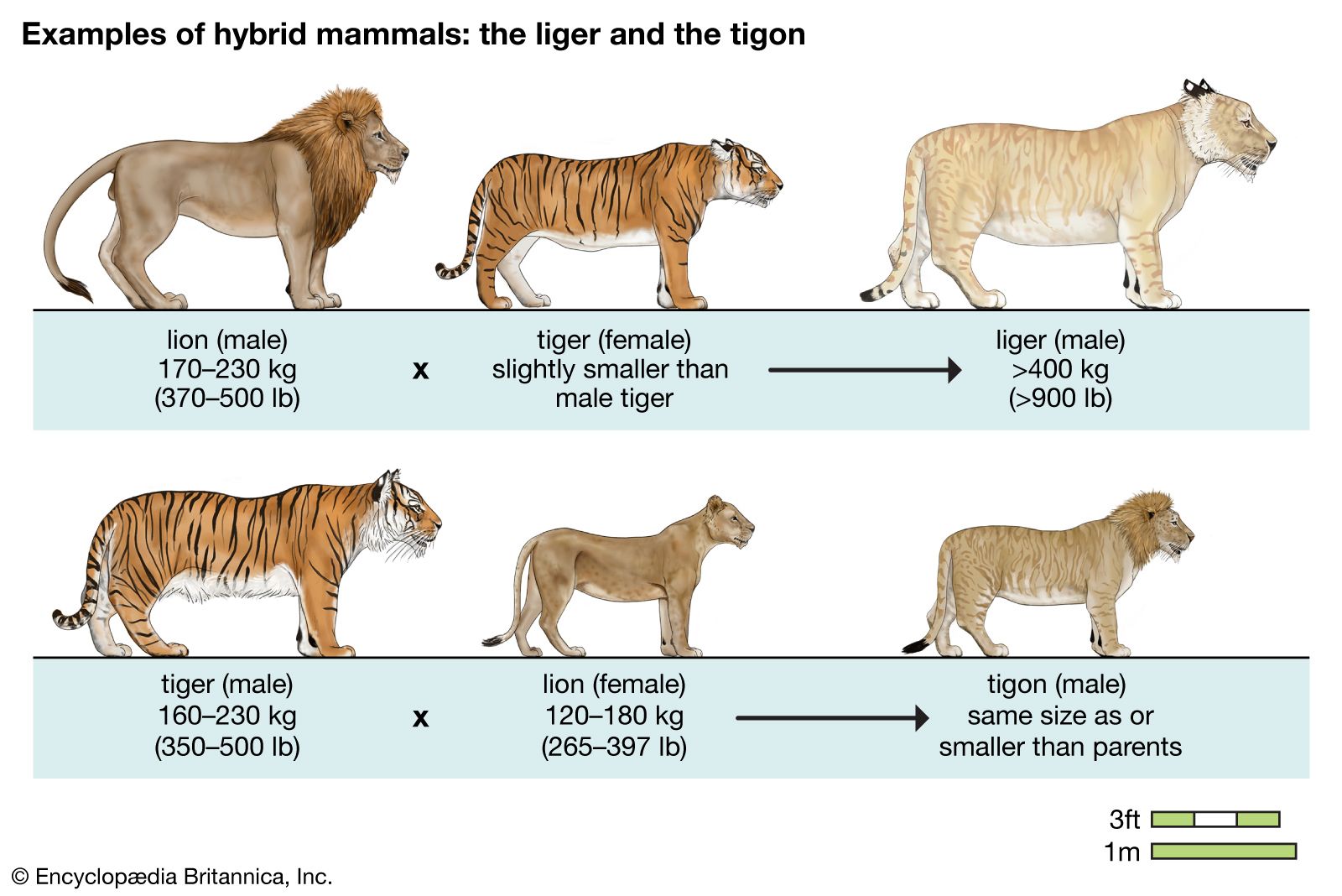 lions-tigers-ligers-tigons-mammals.jpg