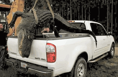 gator4.gif