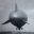 airshiphistory.com