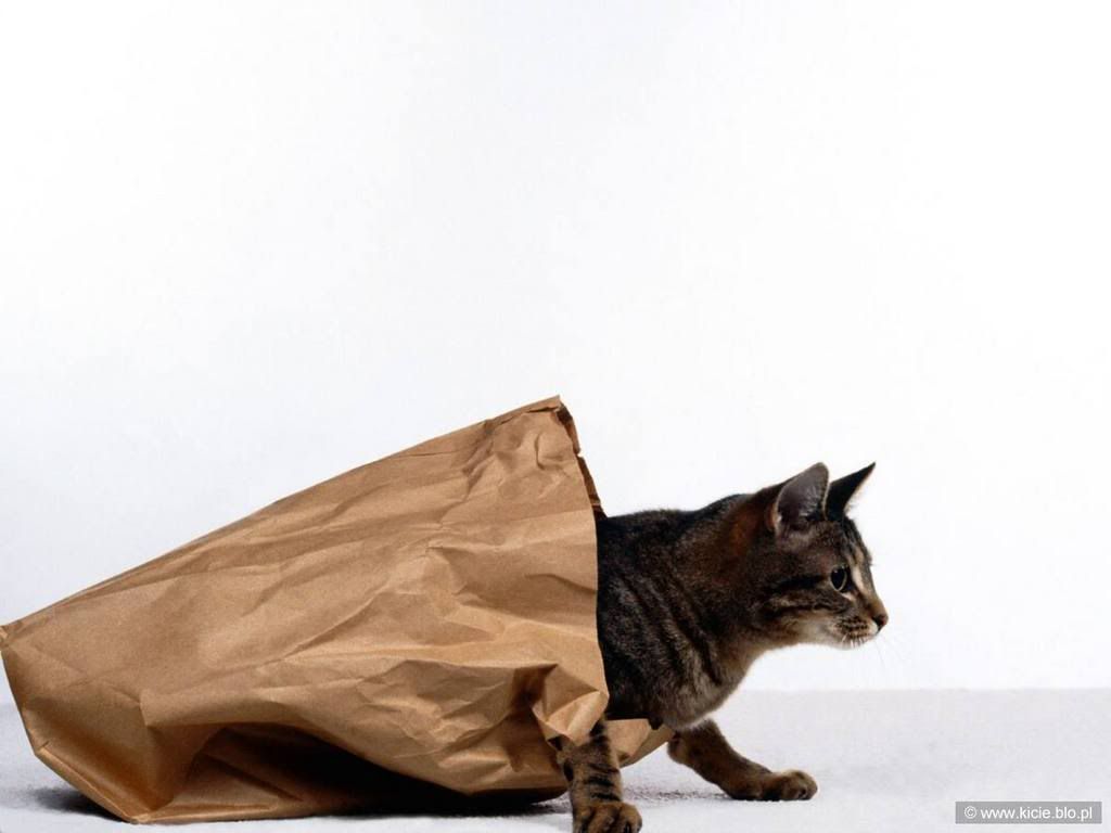 CatsOutoftheBag.jpg