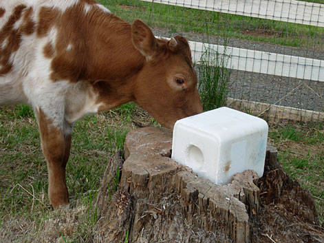 ferde-licking-salt-block.jpg
