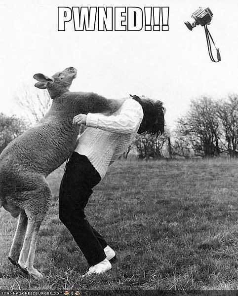 funny-pictures-kangaroo-punch.jpg