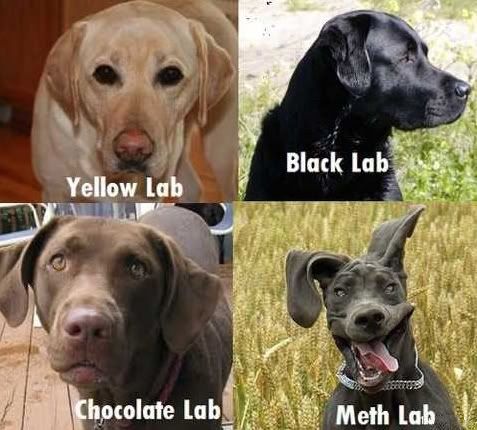 4kindsoflabs.jpg