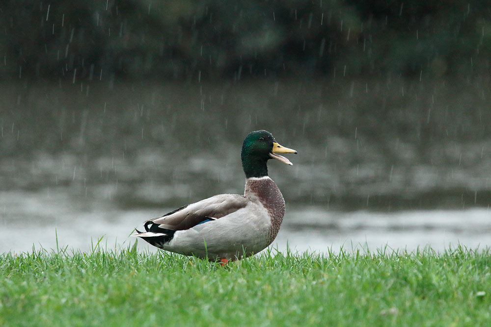 duck_0311148819.jpg