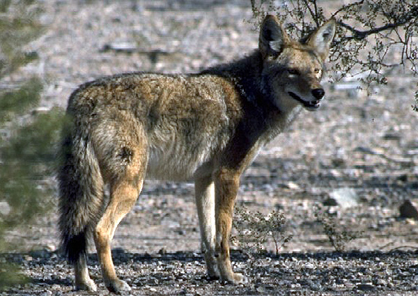 COYOTE4.jpg