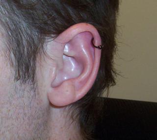 ear.jpg