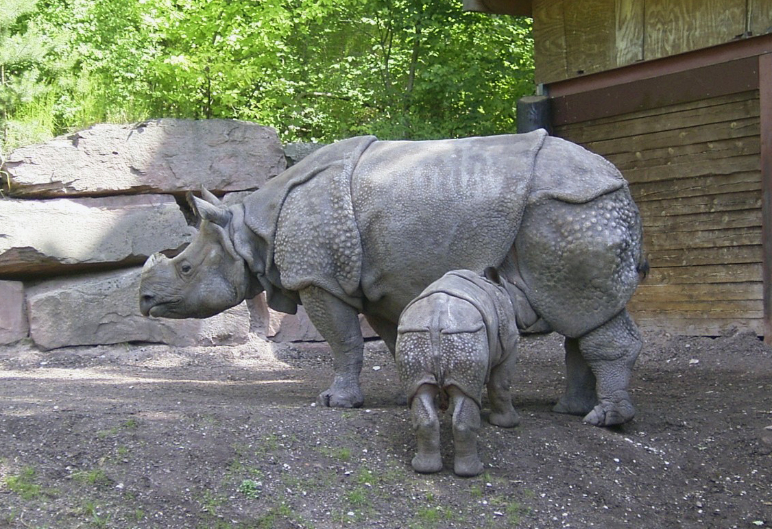 Panzernashorn2004.jpg