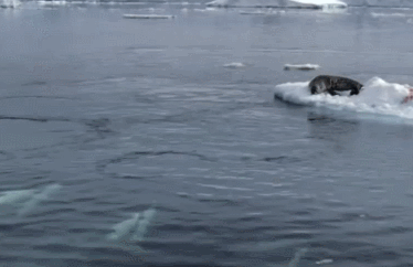 dc3695f179f7567a87d2c78d0ddfb584.gif