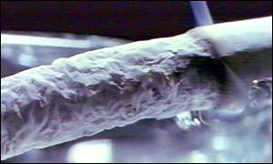 _720359_ash_close_up300.jpg
