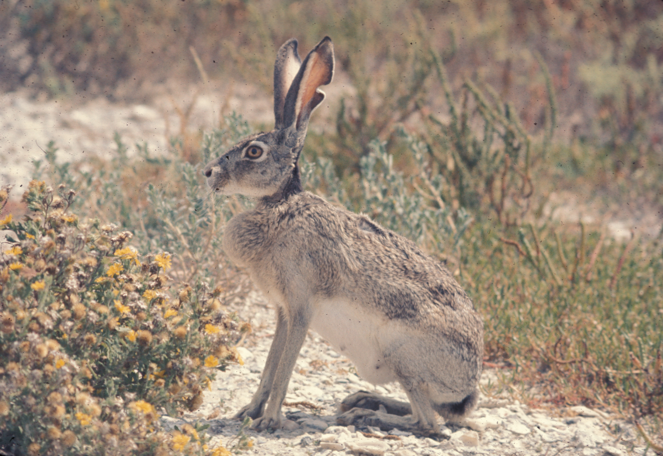 M-A-T-093_Texas_black_tailed_jack_rabbit_.jpg