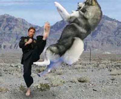 fark_chuck_norris_dog.jpg