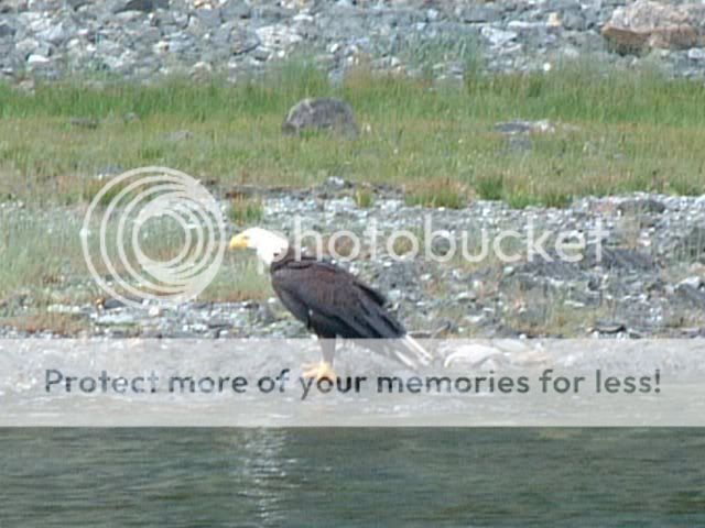Eagle6.jpg