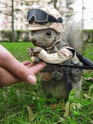 ArmySquirrel.jpg