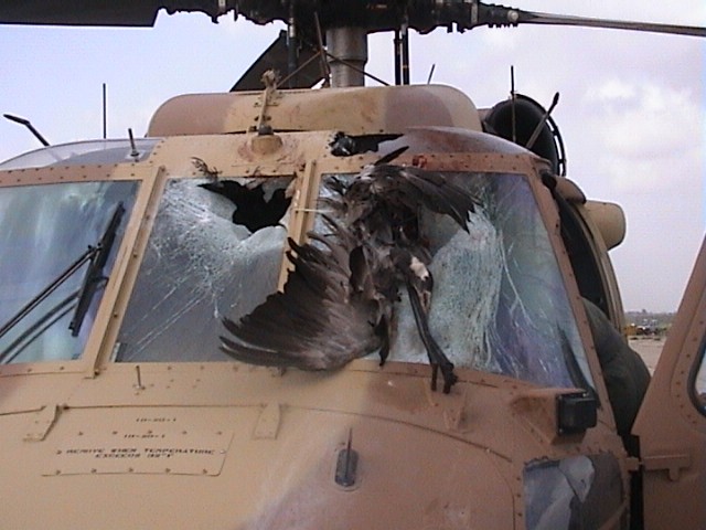 IAF_UH-60_after_birds_strike_outside.jpg