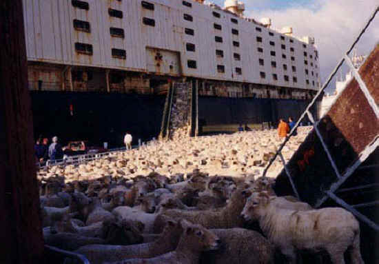 sheep-transport-11.jpg