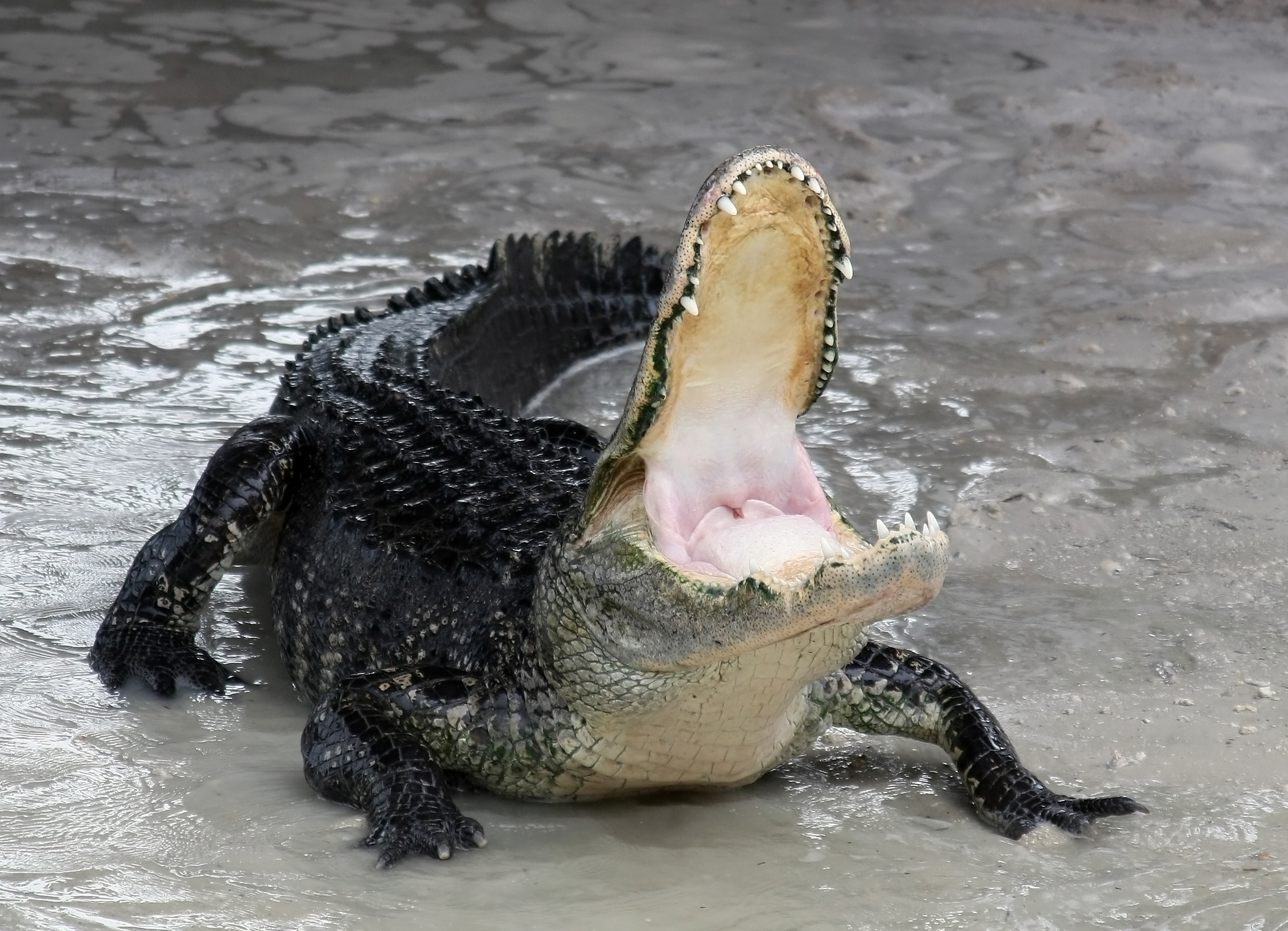 Alligator_mississippiensis_defensive.jpg